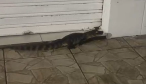 Captura de tela 2026-04-13 090831