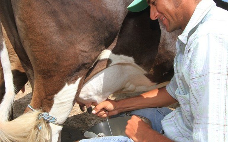 Emater firma parceria na produção de leite em Colônia Leopoldina