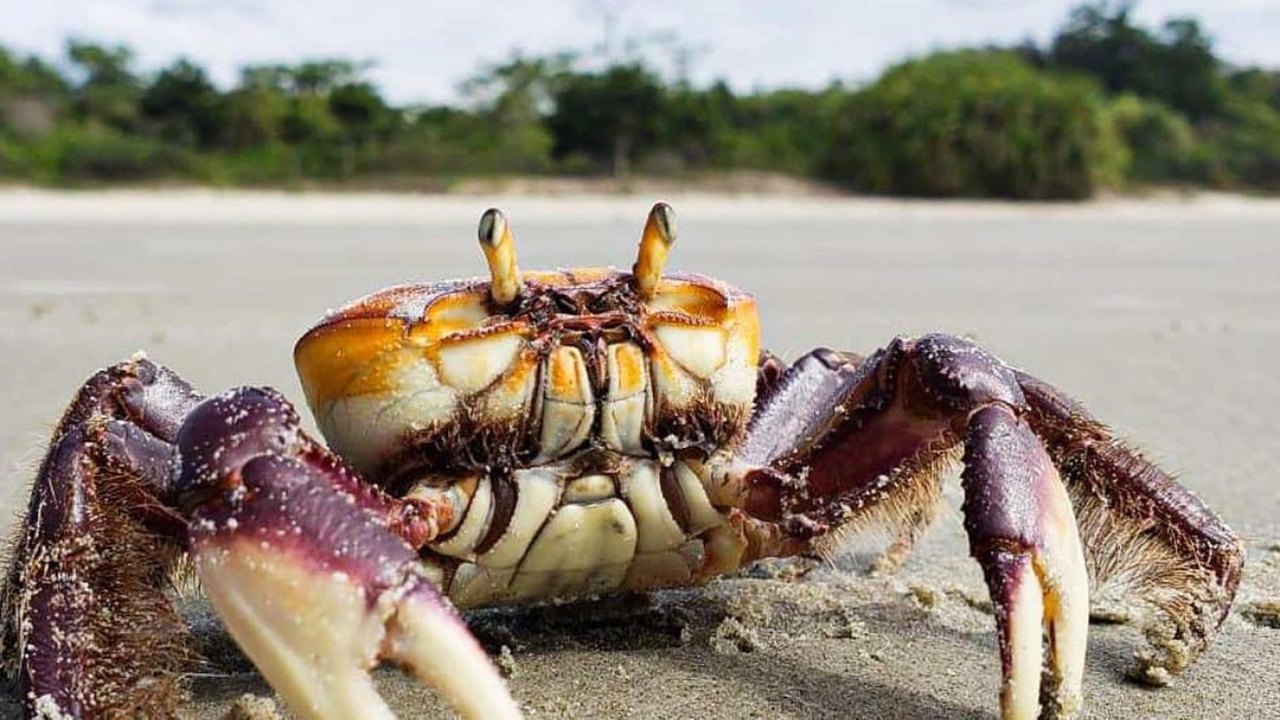 IMA alerta sobre o período de defeso do caranguejo-uçá em Alagoas