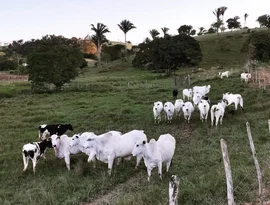 Crédito do Banco do Nordeste para bovinocultura de corte cresce 212% entre agricultores familiares alagoanos, em quatro anos