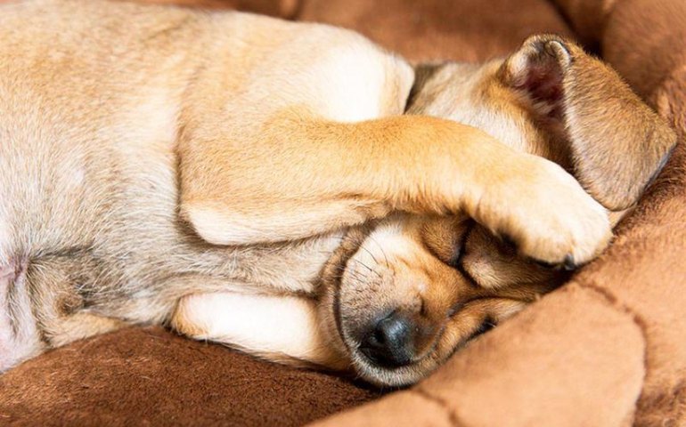 Gabinete da Causa Animal faz alerta sobre os efeitos dos fogos de artifício nos pets