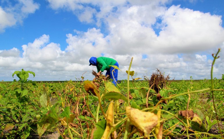 ANO II: Agricultores do Projeto Maná iniciam colheita