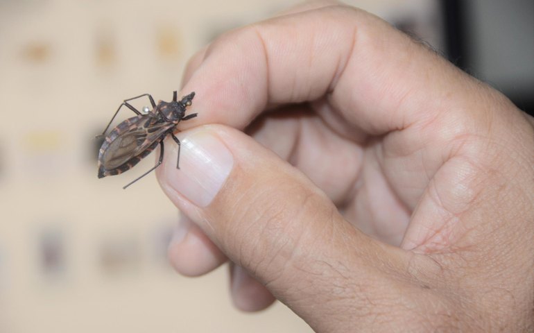 Sesau orienta como se prevenir, diagnosticar e tratar a doença de Chagas
