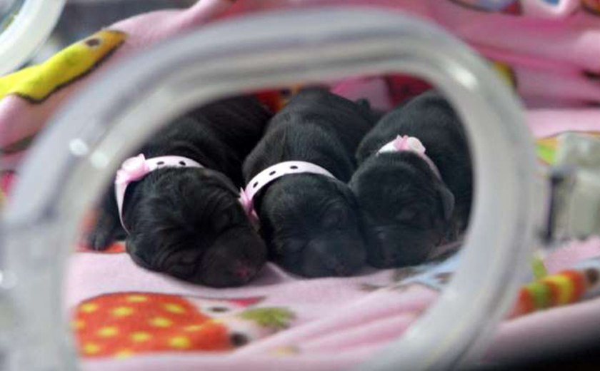 Fábrica chinesa de clones promete vacas, cavalos e até bebês