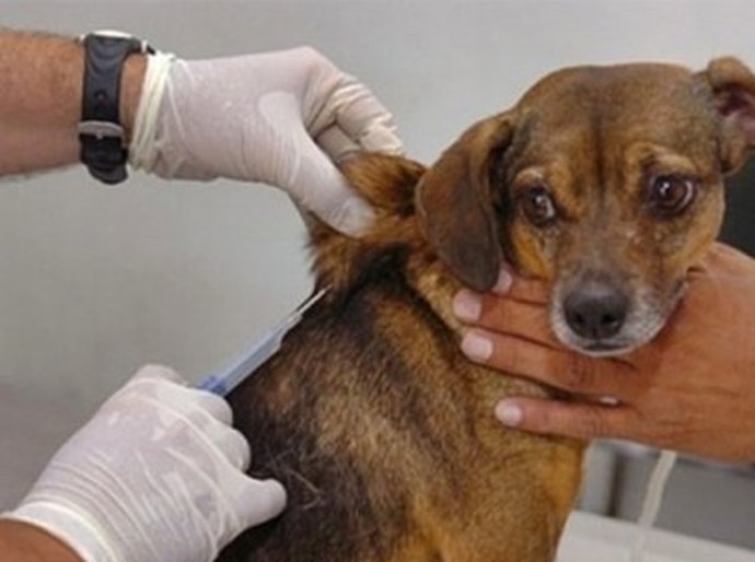 Vacinação antirrábica supera meta com cobertura de 84%