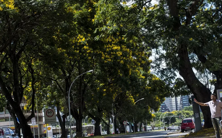 Corte de árvores em SP: Justiça impõe multa diária de R$ 10 mil à construtora