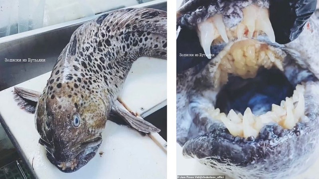 Pescador encontra peixe com dentes similares a humanos na Rússia