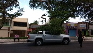 arvore cai em carro