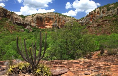 ALE aprova em 2º turno projeto que dispõe sobre utilização e proteção da Caatinga