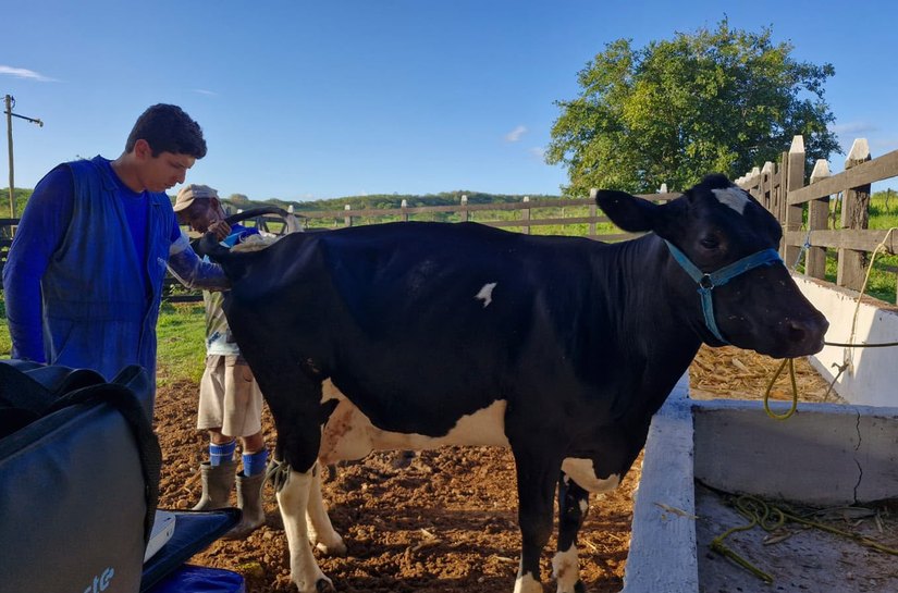 Sucesso da fertilização in vitro eleva em 63% adesão de produtores familiares em Porto Real do Colégio