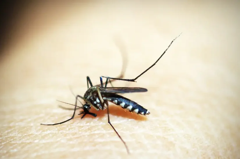 Alagoas registra 5ª morte causada pela dengue