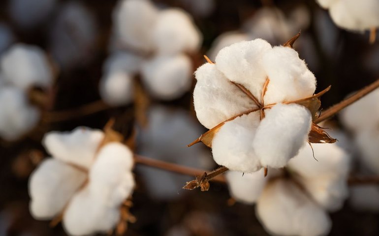 Algodão supera praga e põe Brasil entre maiores exportadores