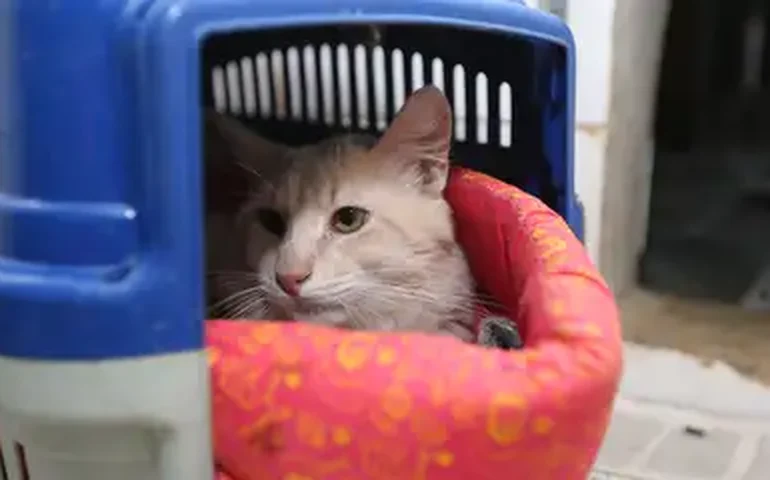 Por um fio: 'Equipe de resgate' improvisada ajuda gato preso em situação peculiar no Peru