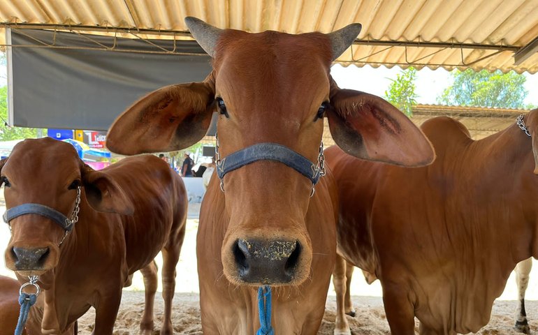 Alagoas vai estrear julgamento da raça Sindi durante 73ª Expoagro