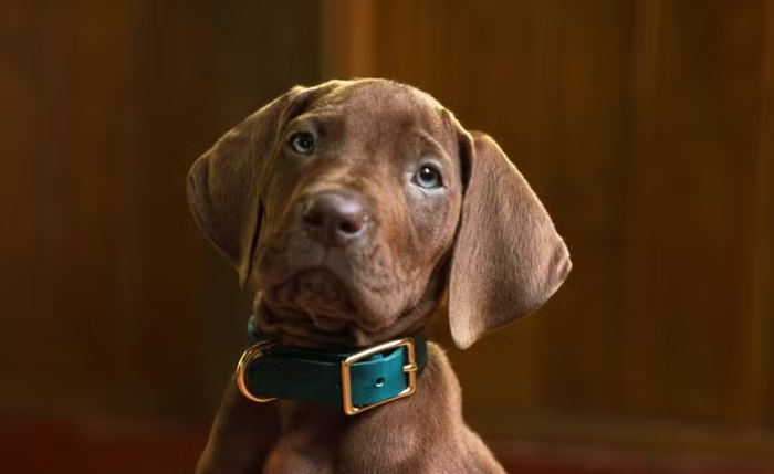 Foto de Scooby-Doo
