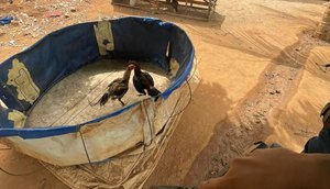 Catorze pessoas são detidas na rinha de galo em Canindé de São Francisco / Foto: Foto: Polícia Militar/SE