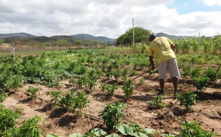 Governo de Alagoas fará distribuição de 1.250 toneladas de sementes