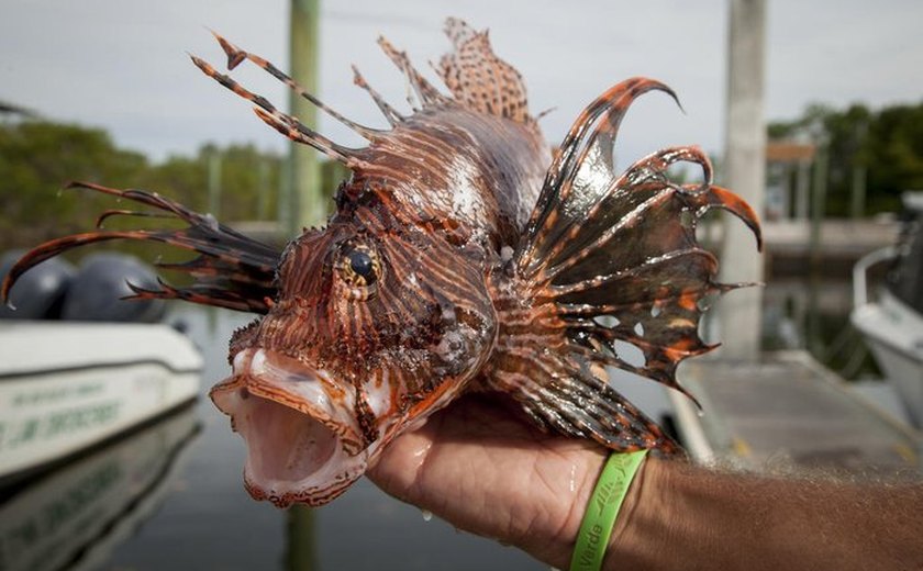 Peixe-leão traz riscos para o litoral brasileiro