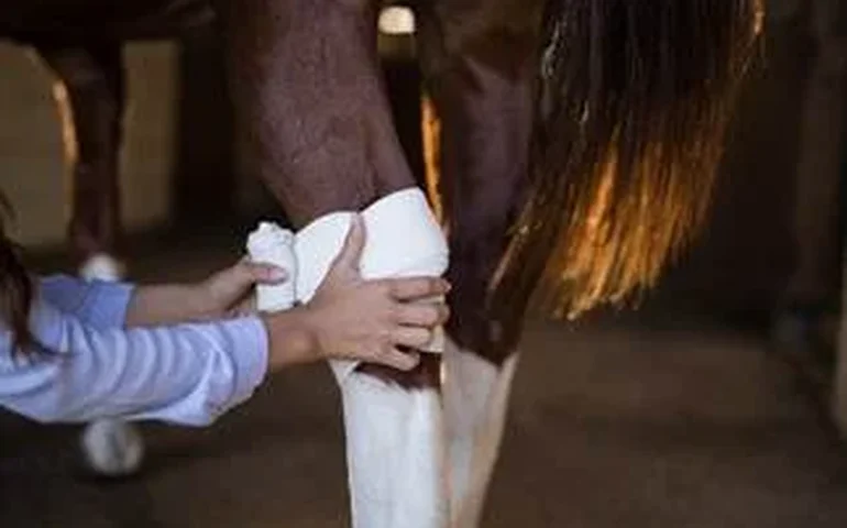 Feridas em equinos exigem manejo adequado para evitar complicações
