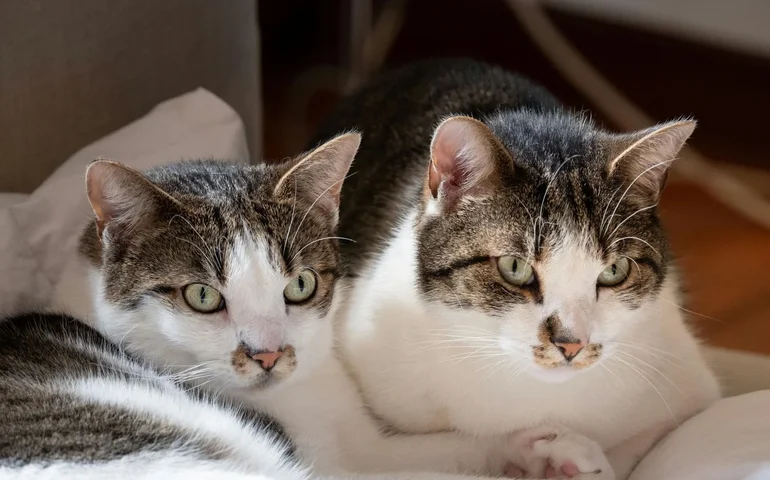 Cientistas descobrem uma nova explicação para o fato de gatos caírem em pé