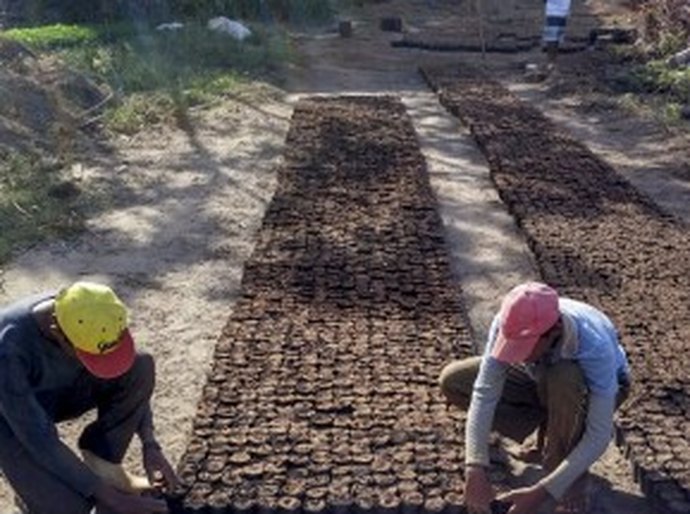 Limoeiro é a 1ª cidade de Alagoas a usar a Crotalária no combate ao Aedes Aegipty