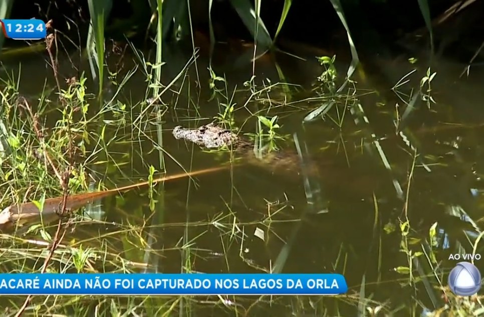 JACARÉ NO LAGO DA ORLA / Foto: PRINT 