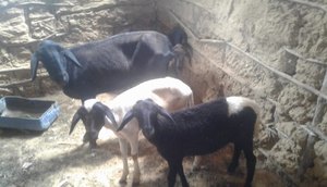 ovelhas resgatadas