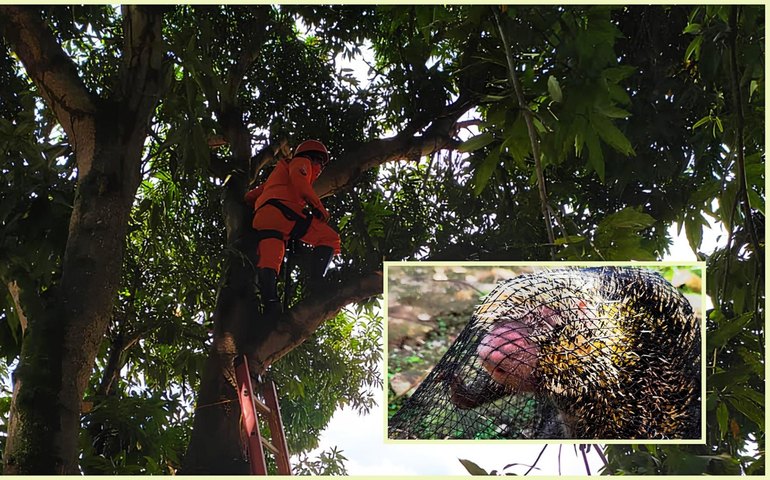 Bombeiros resgatam porco-espinho encontrado no bairro do Pinheiro, em Maceió