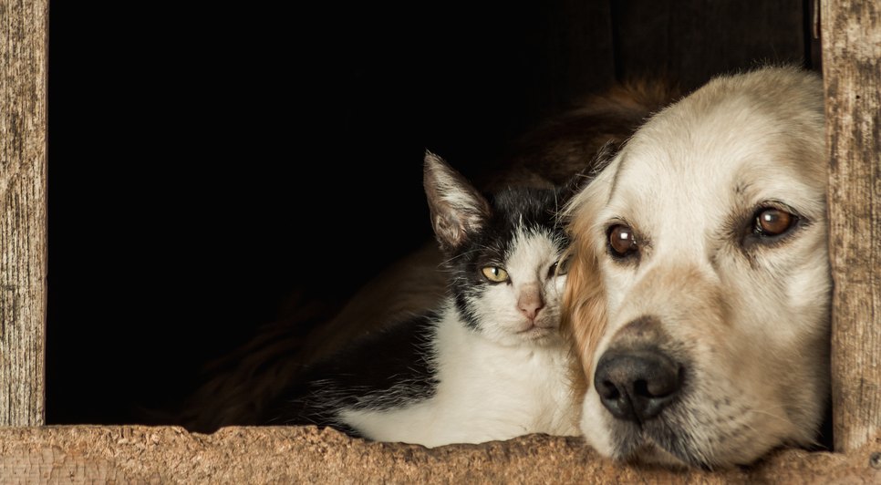 Aracaju oferta testagem, exames e vacinação de animais a partir desta quarta-feira; confira programação / Foto: Foto: Freepik/Arquivo