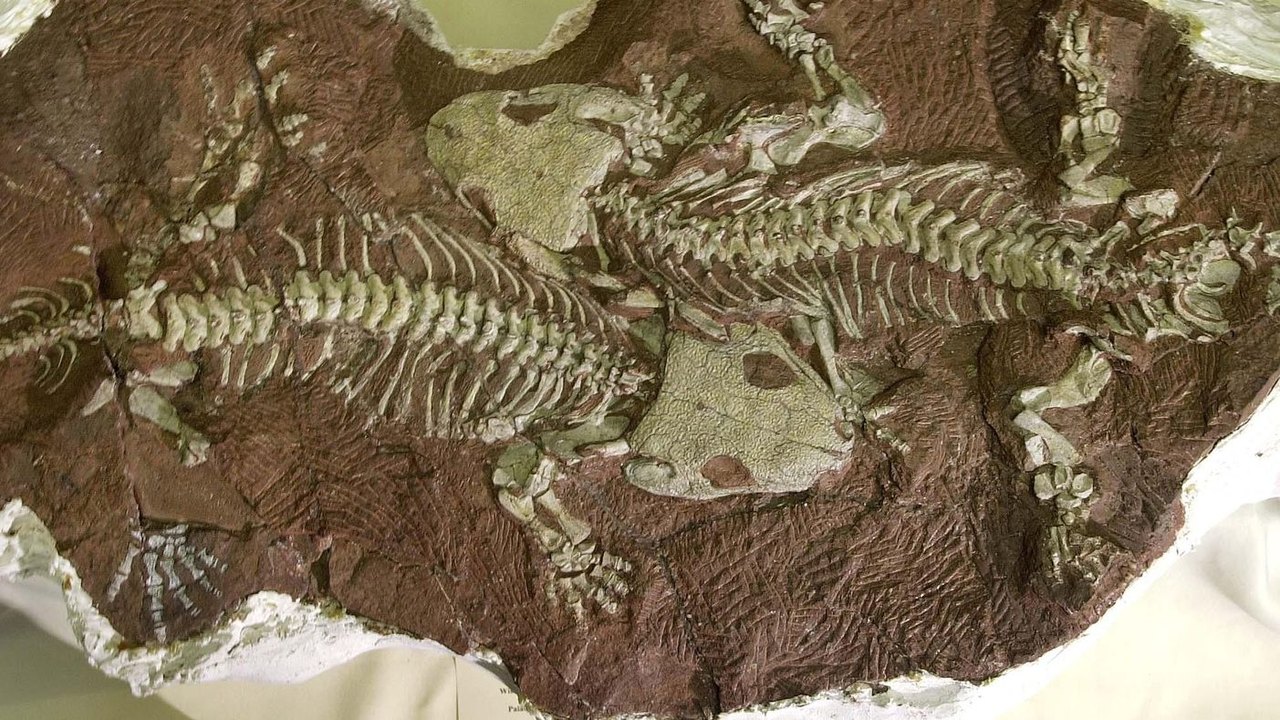 Descobrem na China fósseis de anfíbio com 'armadura' que viveu a vida inteira no oceano