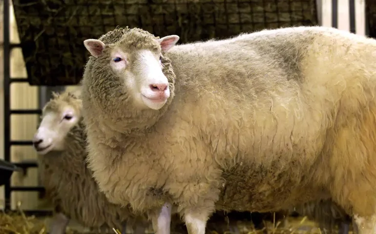 Como descoberta de fóssil pode ajudar a explicar evolução dos mamíferos