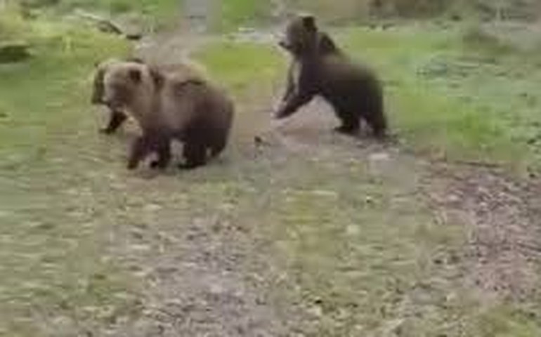 Cachorro valente afugenta família de ursos na Rússia