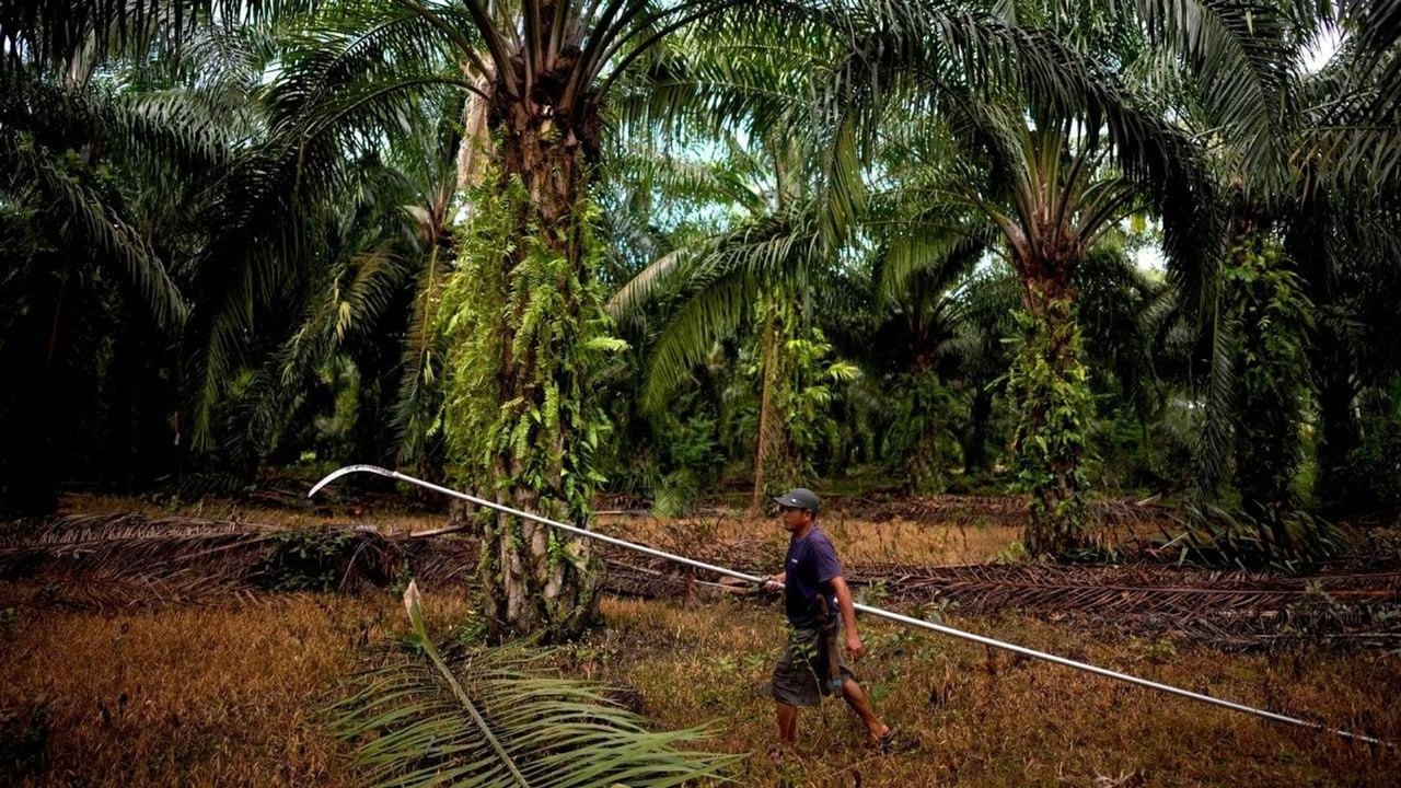 BRICS e parceria com o Brasil podem impulsionar agricultura na Indonésia, avalia especialista