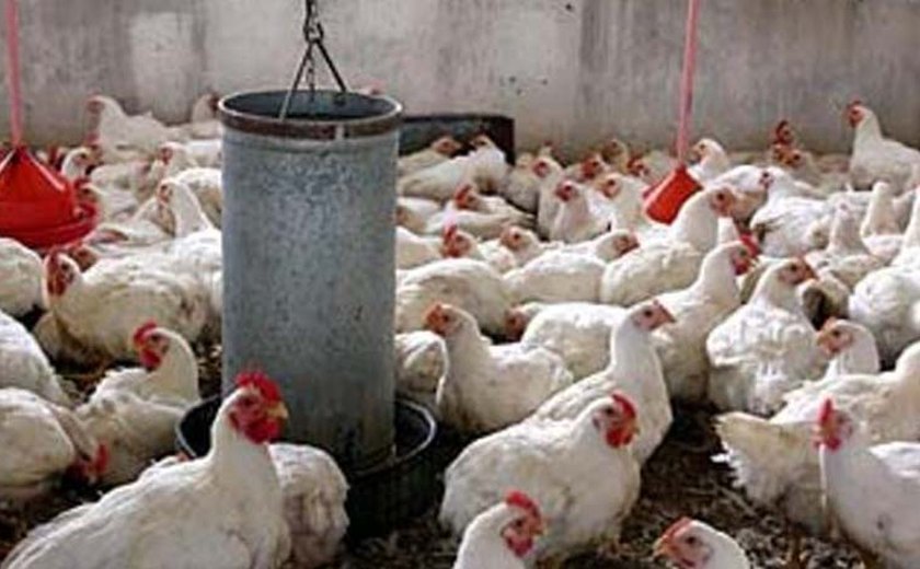 Veterinários da Adeal participam de treinamento sobre Influenza aviária