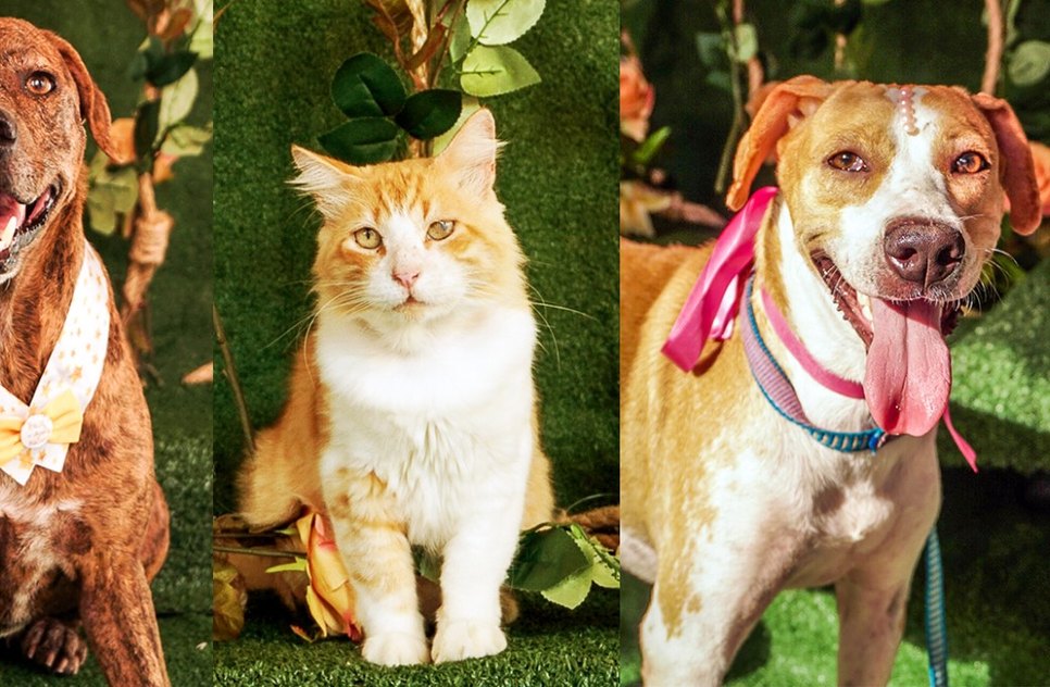 thumbnail_Campanha Online de Adoção de Animais segue até o próximo sábado.jpg / Foto: Assessoria de comunicação