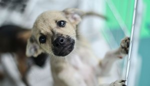 ADOÇÃO DE ANIMAIS / Foto: Foto: Reprodução Adasfa