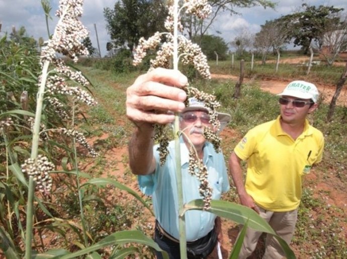 Técnicos da Emater participam de curso de produção e manejo de sorgo