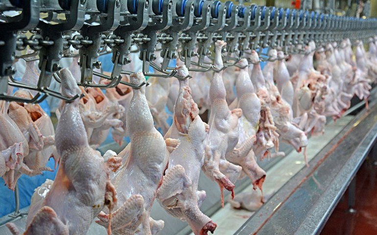 China suspende habilitação de 51 frigoríficos de frango brasileiros após caso de gripe aviária
