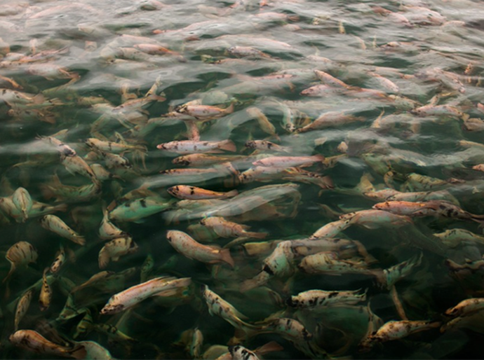 Desafios tarifários e segurança regulatória devem orientar a piscicultura brasileira em 2026