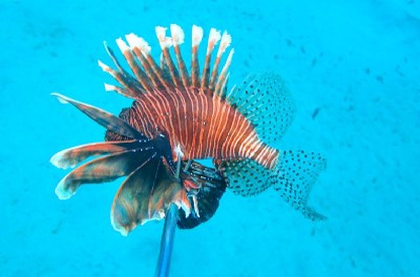 Pesquisadores monitoram possível inovação de peixe-leão em Penedo