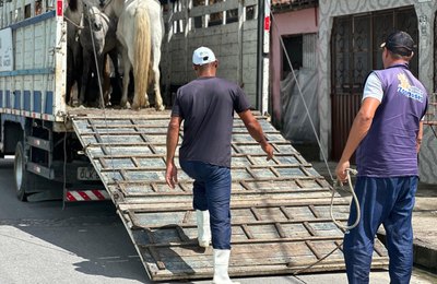 Participantes do Projeto Ecoleta doam cavalos que puxavam carroças