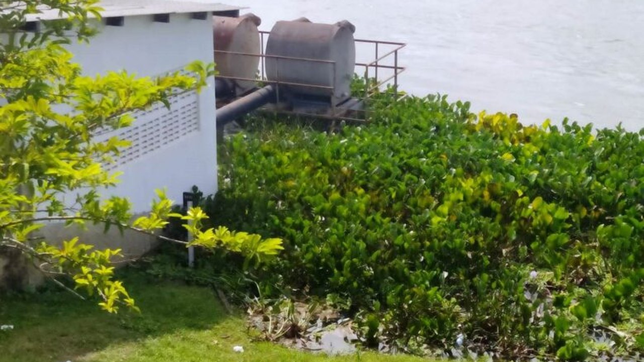 Vegetação no Rio São Francisco prejudica abastecimento de água em Penedo