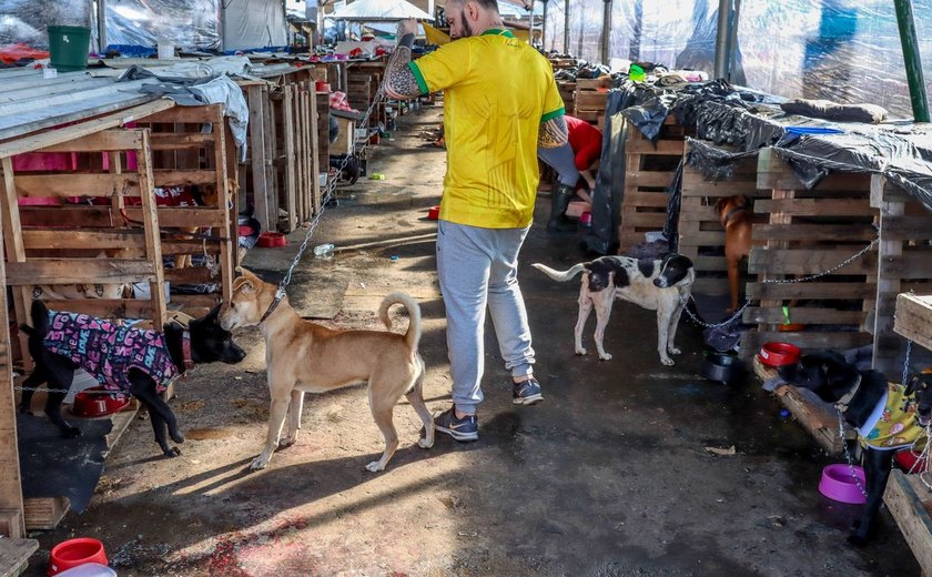 Animais domésticos continuam sendo resgatados de áreas alagadas no RS