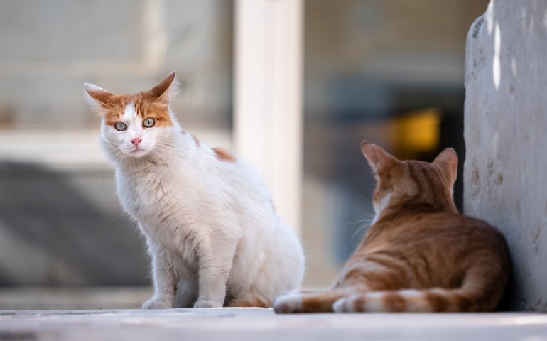 Festas Juninas: saiba o que seu pet pode (ou não) comer