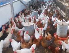 Escola de Campo de Arapiraca bate recorde e produz 9.500 ovos por mês 