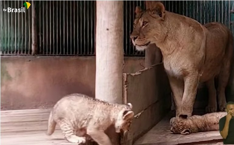 Zoo de São Paulo recebe dois bebês leões
