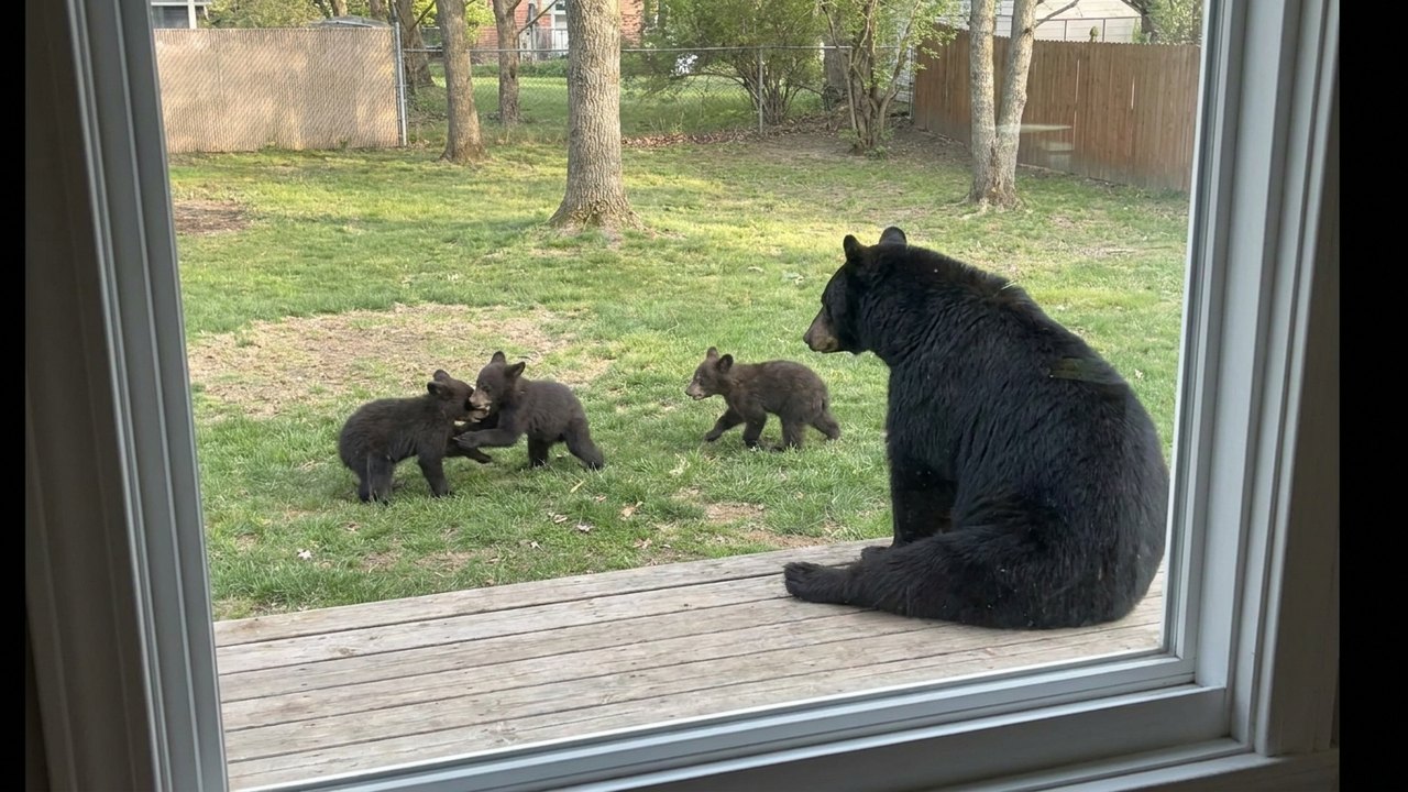 Filhotes de urso brincam sob olhar atento da mãe em quintal nos EUA