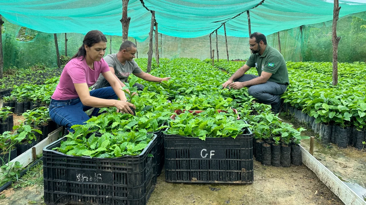 Família assentada investe em cafeicultura na Zona da Mata de Alagoas