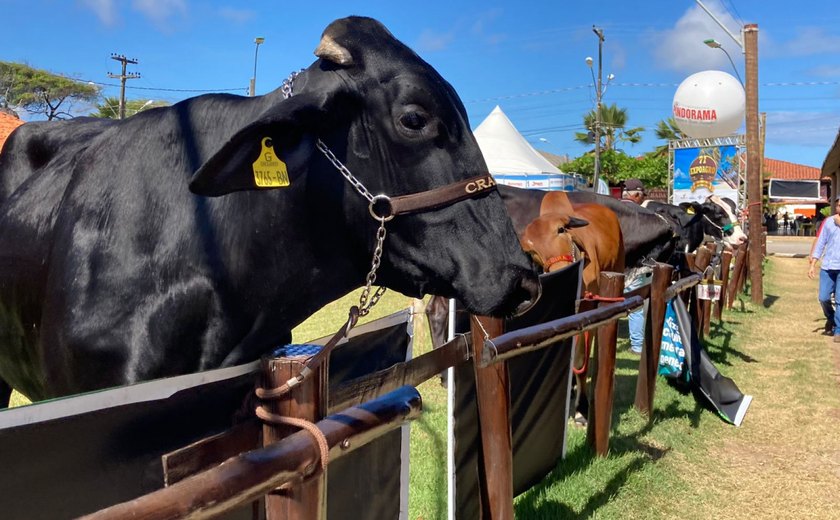 Expoagro 2021 fatura R$ 20 milhões e bate recorde