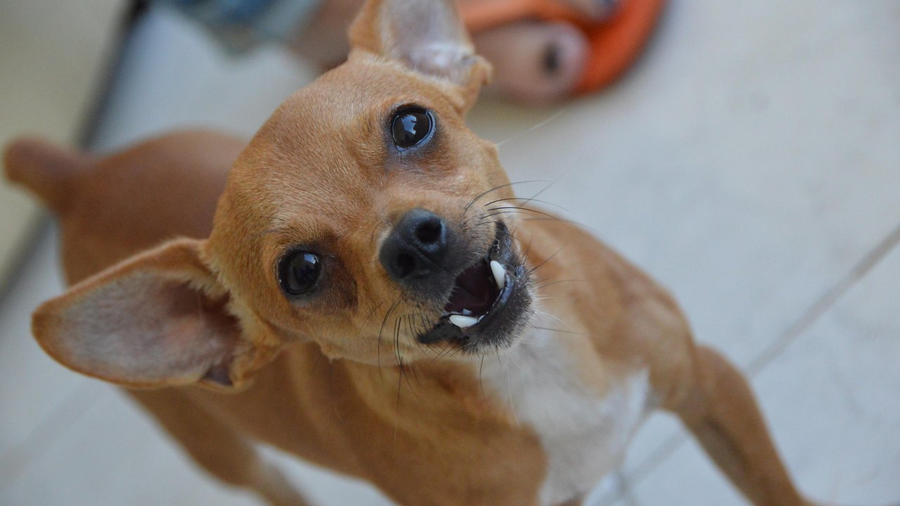 Sesau explica o que fazer quando for mordido por um cão de procedência desconhecida